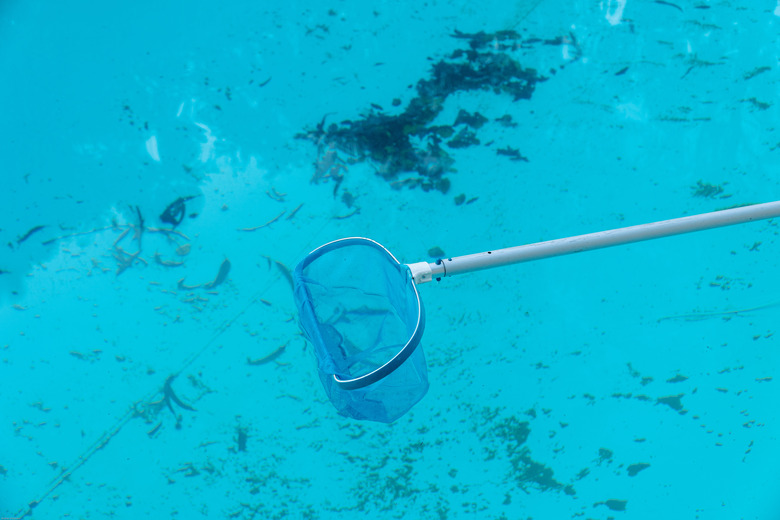 little red worms in pool