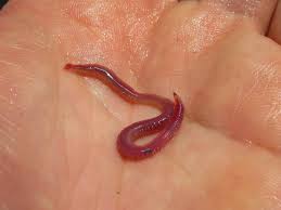 Are Little red Worms in my Pool is harmful for my kids? 